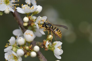 Vespula vulgaris