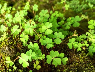 green background
