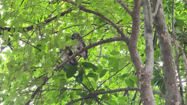 The spotted owlet is perching on the branch of a tree during the day.