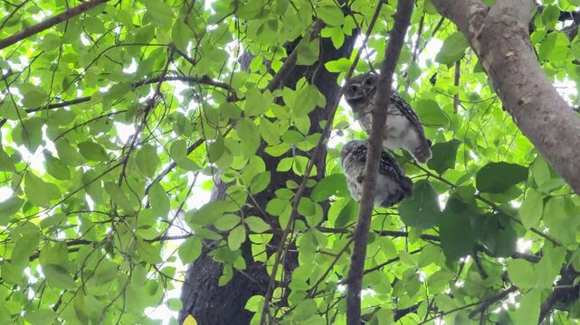 The spotted owlet is perching on the branch of a tree during the day.