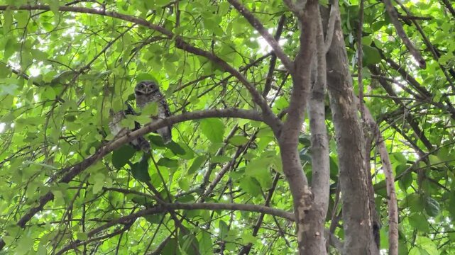 The spotted owlet is perching on the branch of a tree during the day.