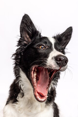 A border collie shows its playful character with an open mouth, expressing excitement while standing against a plain background.