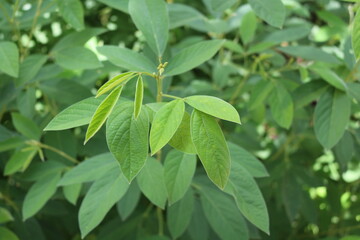 Guandu 