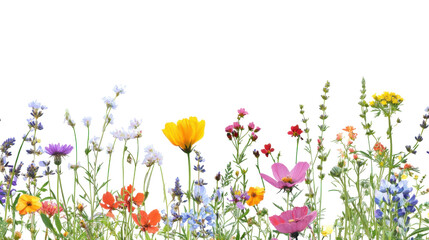 Colorful wildflowers blooming with transparent background for easy integration