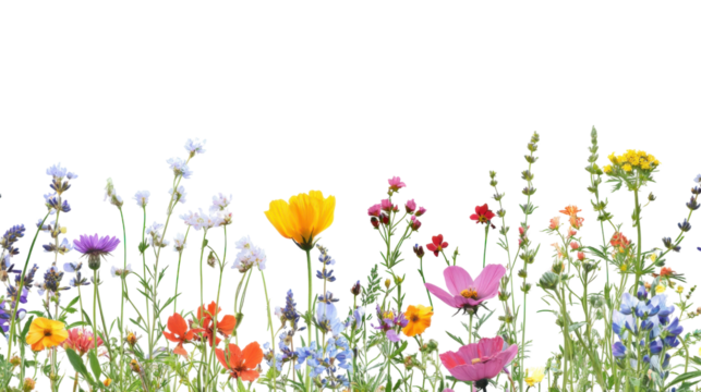 Colorful wildflowers blooming with transparent background for easy integration