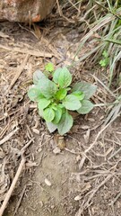 small seed grow up in nature