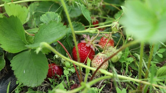 Ripe and unripe strawberries growing in a patch