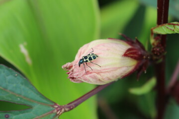 Vaquinha na flor de Hibisco