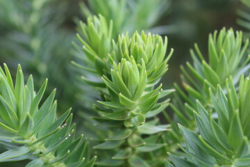 Ramo de Araucaria angustifolia