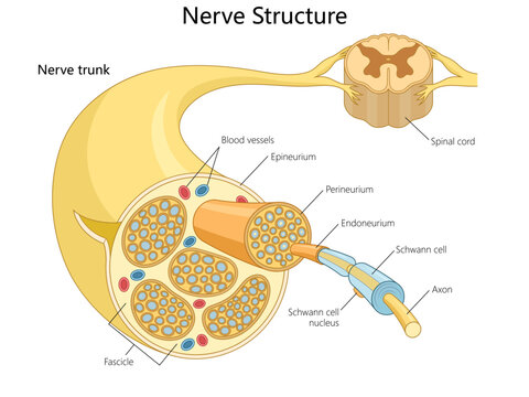anatomy of a nerve, including fascicles, axons, Schwann cells, and protective layers like epineurium and perineurium diagram hand drawn schematic vector illustration. Medical science educational