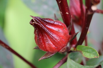Vinagreira
