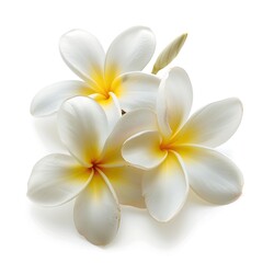Fototapeta premium Frangipani flower isolated on white background