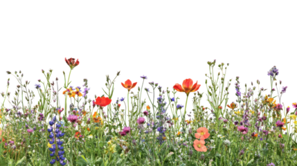 Colorful wildflowers blooming in a meadow with transparent background