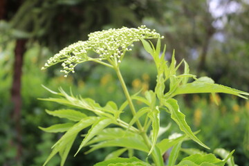 Inflorescência de Sambucus nigra
