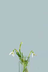 Spring snowdrop flowers in a vase on a light blue background.