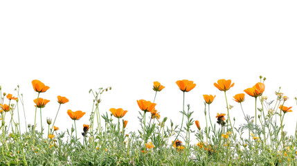 Orange poppies growing in green grass with transparent background