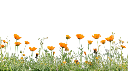 Orange poppies growing in green grass with transparent background