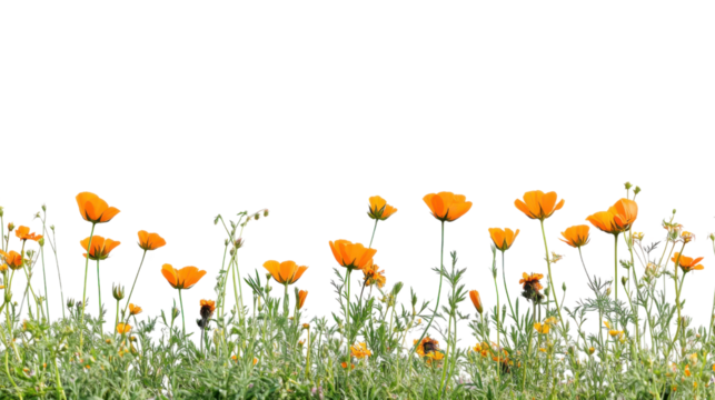 Orange poppies growing in green grass with transparent background