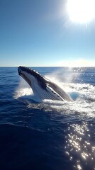 Fototapeta premium HD Phone Wallpaper Majestic Humpback Whale Breaching Ocean Surface Sunny Day