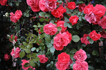 contrast black-red image of bushy pink roses on a large rose bush. branches blooming small rose buds flower leaf
