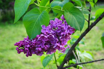 close up a branch of dark lilac dark purple lilac and green foliage
