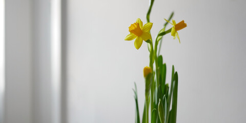 Blooming yellow Daffodil Narcissus Jonquil at home. Spring potted flowering plant. Easter concept. 16:9 horizontal web banner