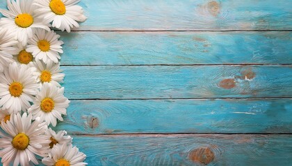 Fototapeta premium border of many white daisy flowers with yellow centres on blue wood background with copy space