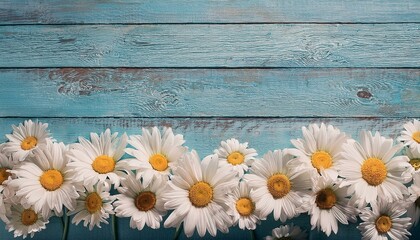 Obraz premium border of many white daisy flowers with yellow centres on blue wood background with copy space