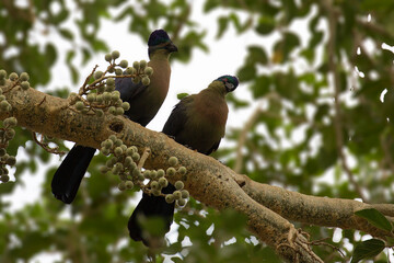 Pair of purple crested turaco (Gallirex porphyreolophus) in a fruiting tree in the Kruger, South Africa