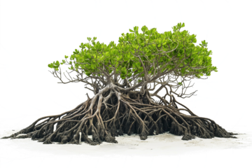 mangrove root system exposed at low tide isolated on white transparent background