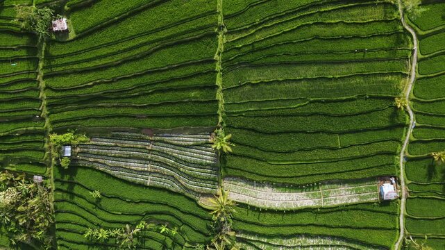 Aerial shot of rice terraces in Indonesia early morning. View of rice fields in Jatiluwih on the island of Bali during the sunrise.