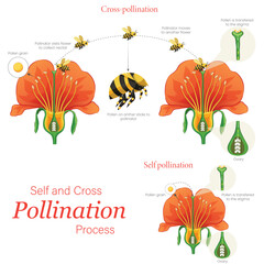 Illustration of Self and Cross Pollination Bee Pollinating Flowers