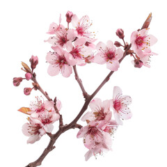 Obraz premium Branch of delicate pink cherry blossoms in full bloom isolated on a white background, symbolizing spring and beauty.