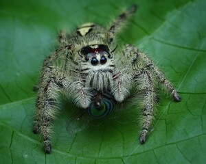 spider on a leaf