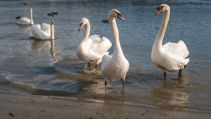 Obraz premium Several white swans on the river bank