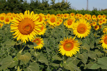 sunflowers in the field