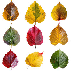 Fototapeta premium Collection of colorful autumn leaves in various shades of red, yellow, and green isolated on white background.