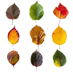 Obraz premium Collection of autumn leaves in various colors arranged in rows, isolated on white background, showcasing the beauty of nature in fall.