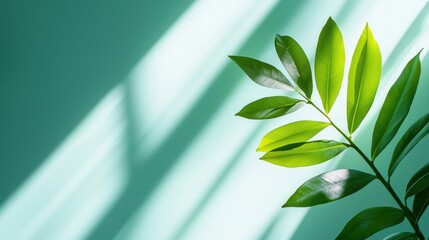 Green Leaf with Sunlight and Shadows on a Soft Teal Background for Modern Nature Inspirations