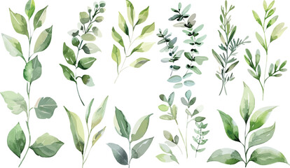 Set of green watercolor leaves on isolated background. Green leaf branches collection. Watercolor floral set. Leaf branches for greetings, fashion, eucalyptus, olive, cloth, print, invitation, card	
