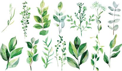 Set of green watercolor leaves on isolated background. Green leaf branches collection. Watercolor floral set. Leaf branches for greetings, fashion, eucalyptus, olive, cloth, print, invitation, card	
