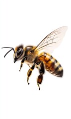 Honeybee in flight on white background, ideal for educational or nature projects