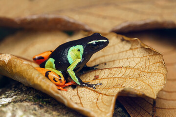 Baron's mantella the Madagascar poison frog