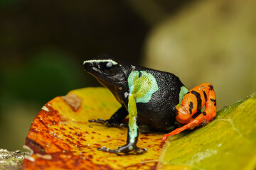 Baron's mantella the Madagascar poison frog