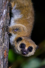 Greater dwarf lemur (Cheirogaleus major)
