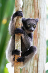 Indri in a forest of Madagascar