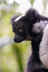 Indri in a forest of Madagascar