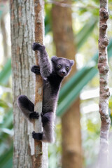 Indri in a forest of Madagascar