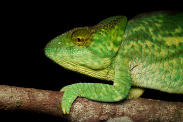 Chameleon in the wild
