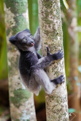 Indri in a forest of Madagascar